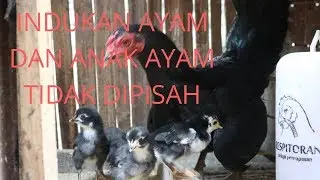 Raising newly hatched chicks with their mother