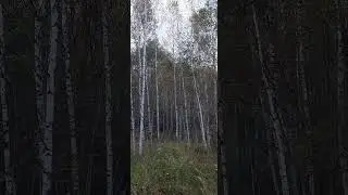 Выпуск длиннохвостой неясыти 11-2023(104)
