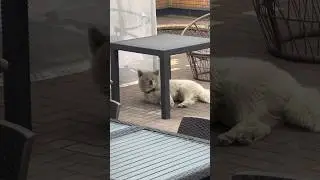 Когда утром разбудили звонком мошенники 🤣