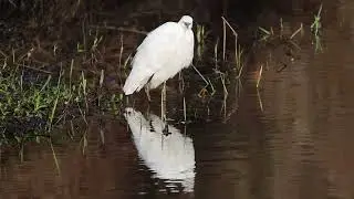 Little Egret 1 March  2024