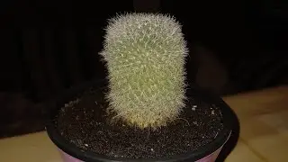 Пересаживаю кактус 🌵и молочай трехугольный🌵#хозяйничаемвместе #кактусы