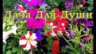 Формула обильного цветения ПЕТУНИИ🌻🌻🌻