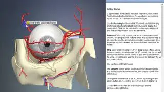 Lacrimal artery: zygomatic branch | Arteries of head and neck | 3D Human Anatomy | Organs