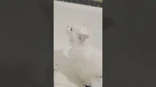 котик Сеня