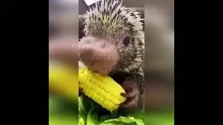 Маленький дикобразик кушает