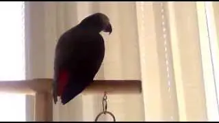 Попугай говорит осмысленно