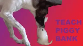 Put a coin in a piggy bank- Dog Trick Tutorial - Dog Tricks by Kikopup