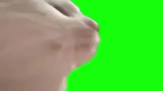 кот танцует футаж