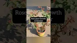 Rose plant growth in summer | Rose care in summer #shorts
