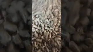Wood Pellets #asmrsounds #asmr
