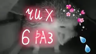 ШОК! Ежик чихнул, 6 раз