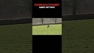 golden eagle vs rabbit 