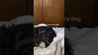 hair theory but on my dog