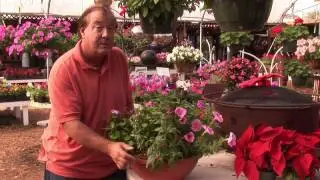 Mulching Tips : How to Mulch Flowers