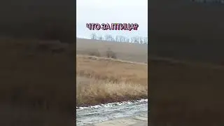 ЧТО ЗА ПТИЦА?  WHAT IS A BIRD? 