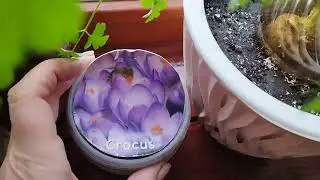 Огород у меня на окне. Тюльпаны,крокусы, зелень.