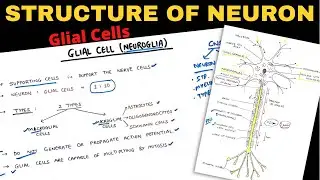 Structure of Neuron (2/2) | Glial Cells | Nerve Muscle Physiology