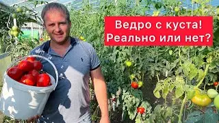 Ведро с куста! Реально или нет!?