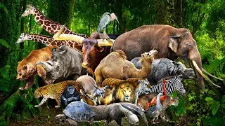 WILDLIFE & ANIMAL ADVENTURES 60FPS 8K VIDEO ULTRA HD #8K