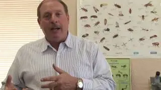 How to Get Rid of Ants : How to Get Rid of Ants in the Grass