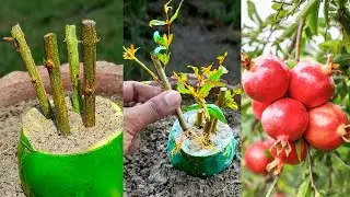 How to grow pomegranate tree from cutting || Easy to way for propagation