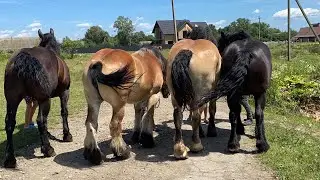 Великий Вибір Коней з Польщі на Продажу