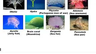 phylum coelenterata animal kingdom 11th class #neet #biology #zology