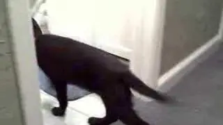 Samson doing the puppy thing
