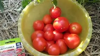 обзор томатов 🍅,,Запуняка,, и ,,Сладкая встреча,, .