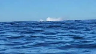 Whale breached (#2)