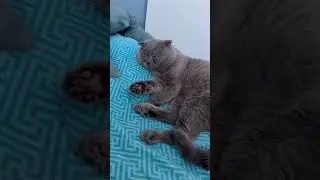 Мишка мимимишка рыжий и Бонапарт серый