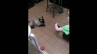 кот Чурик атакует