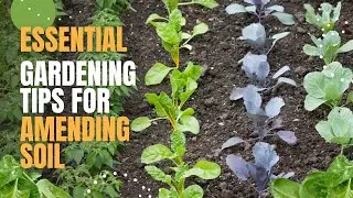 Beginner's Guide to Making Fertile Gardening Soil | Essential Tips for  Gardeners