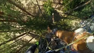 Pine removal. Cut and drop