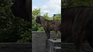 Fila Brasileiro - 