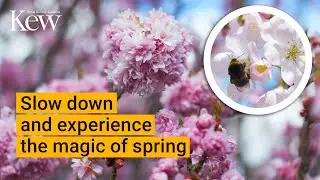 Slow TV: Sounds of Blossom | Kew Gardens