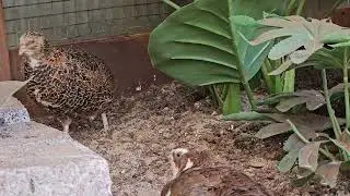 just Qualin' around
