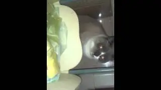 Fiocco :) ( non ha gli occhi rossi é il flash )