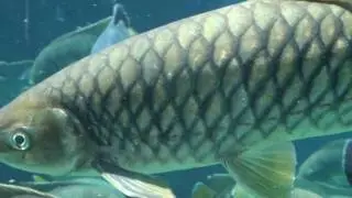 Giant fish, hippo's, hyena