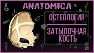 Occipital Bone Anatomy / Brain Skull / Osteology