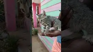 cat sound||cat meows||cute kittan