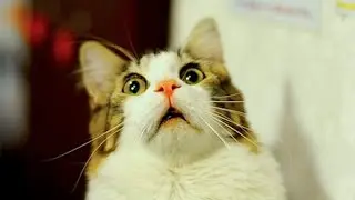 Shut.The.Fuck.Up.Cat