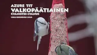 Azure tit, Mésange azurée, Cyanistes cyanus, Valkopäätiainen