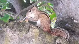 Животные в отелях и рядом