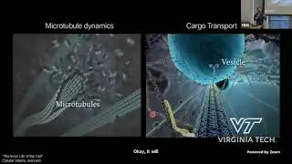 Cytoskeletal Control of Local Protein Synthesis and Directed Cardiac Growth