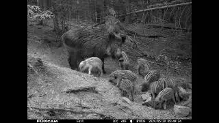 Divočáci. Wild boars piglets.