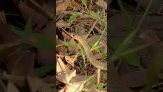 Dance of the Rat-snake! #ratsnake #shorts #viral #youtubeshorts