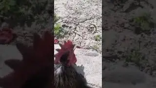 Бу Хуроз АЛЛОХ деб кичкиряпти.💥Аллохнинг яна бир мужизаси.💥