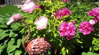 Back Yard in Bloom - water lilies, irises and peonies