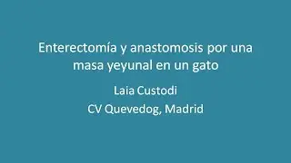 Enterectomía y anastomosis yeyunal en un gato